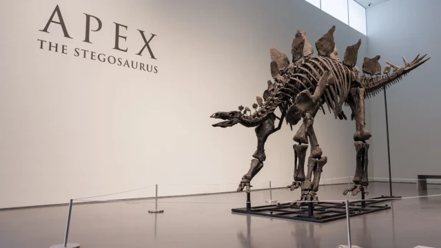 The previous auction record of USD 31.8 million for a dinosaur skeleton was set in 2020 for a Tyrannosaurus Rex 18 07 2024